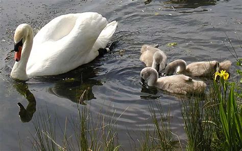 Mute Swan Facts - Mute Swan Habitat - Mute Swan Diet