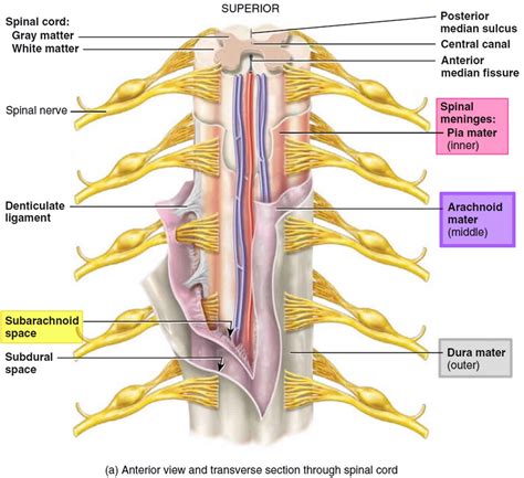 Arachnoid cyst causes, symptoms, diagnosis, prognosis and treatment