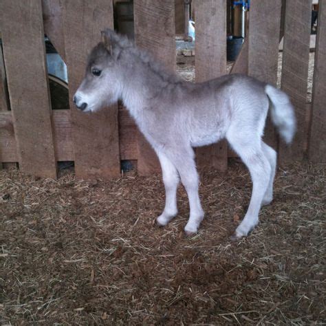 14 Mini ponies ideas | mini pony, miniature ponies, mini horse