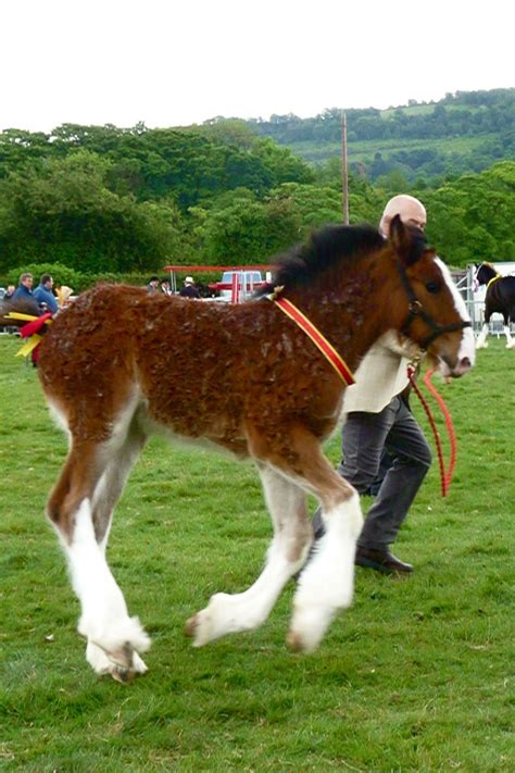 Shire Horse Foal