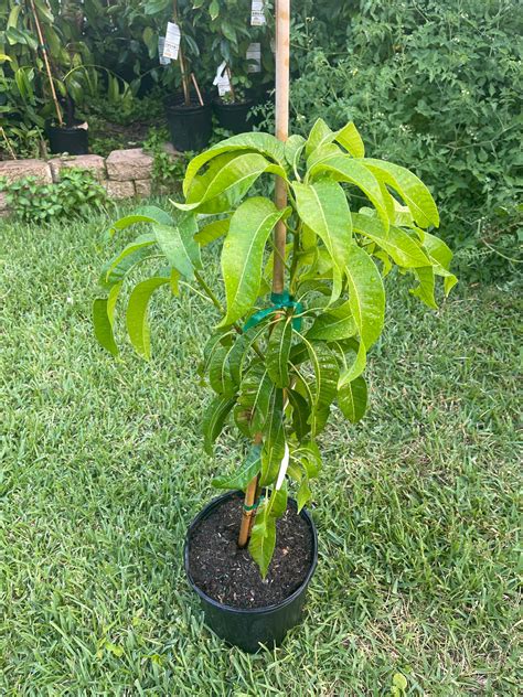 Mango tree HADEN variety grafted | Etsy