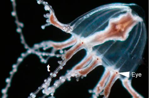 Do Box Jellyfish have Eyes? | Box Jellyfish Eyes