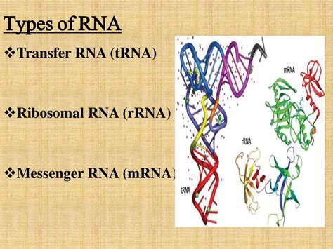 types of RNA