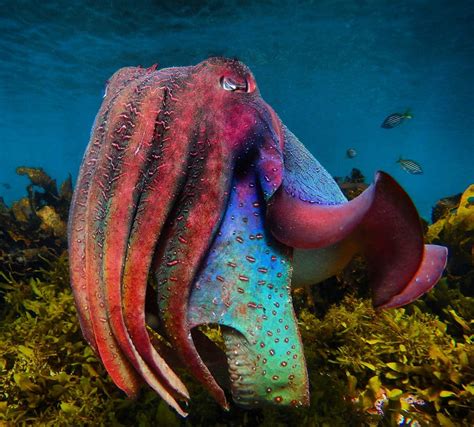 Incredible Underwater Photos Showcasing the Amazing Sea Creatures of New South Wales, Australia