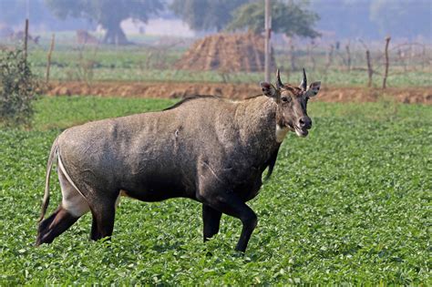 Haryana: Packs of stray dogs are attacking blackbucks and other wildlife