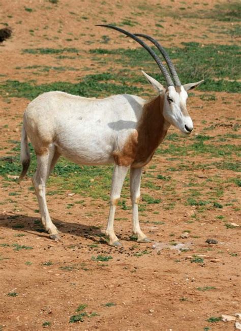 Oryx | African Antelope, Horned Mammal & Endangered Species | Britannica