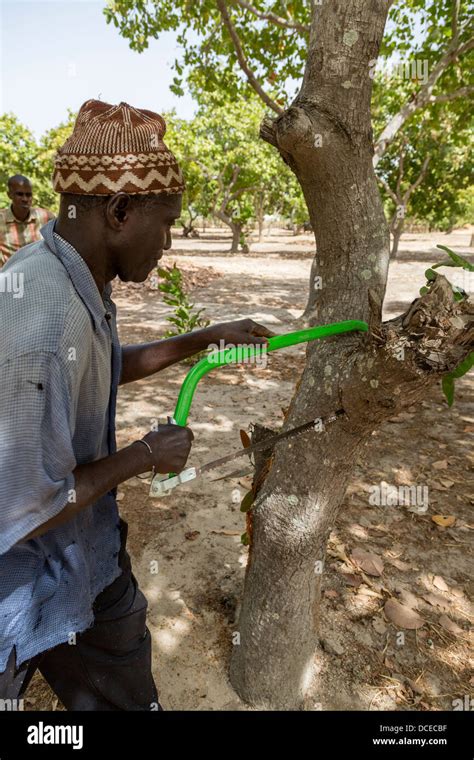 Cashew Nut Farmer Pruning Cashew Tree, near Sokone, Senegal Stock Photo - Alamy