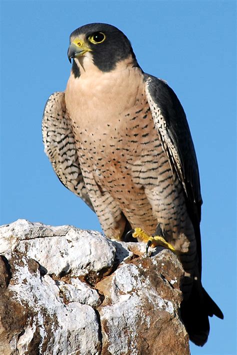 HawkQuest Anatum Peregrine Falcon (Male)