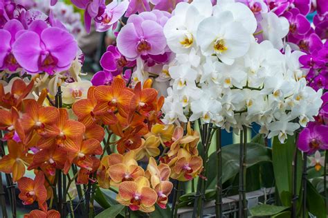 9 Pretty Orchid Flower Colors You'll Often See in Bloom