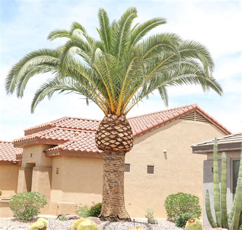 Palm – Canary Island Date | Elgin Nursery & Tree Farm: Phoenix, AZ