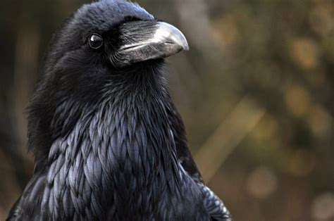 Raven Bird Free Stock Photo - Public Domain Pictures