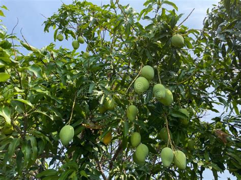 Mango Orchard during the Harvest. Stock Photo - Image of shrub, green: 238978408