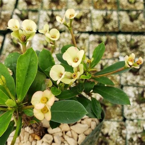 17 Beautiful Succulent with Yellow Flowers | Balcony Garden Web