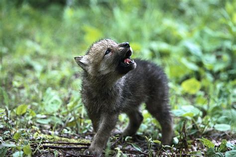 Howling Wolf Pup Photograph by Konrad Wothe