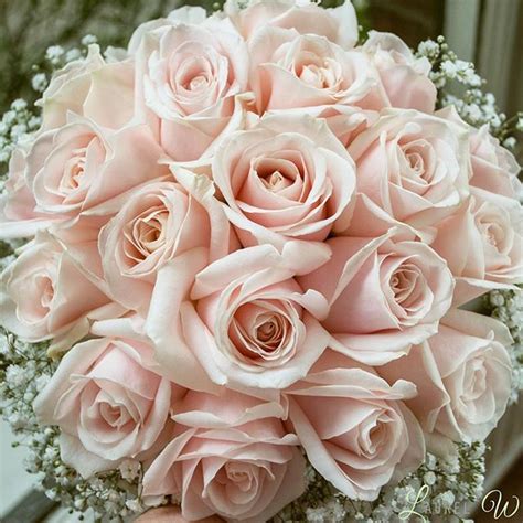 blush rose and gyp wedding bouquet | Blush pink wedding flowers, Pink wedding flowers, Wedding ...