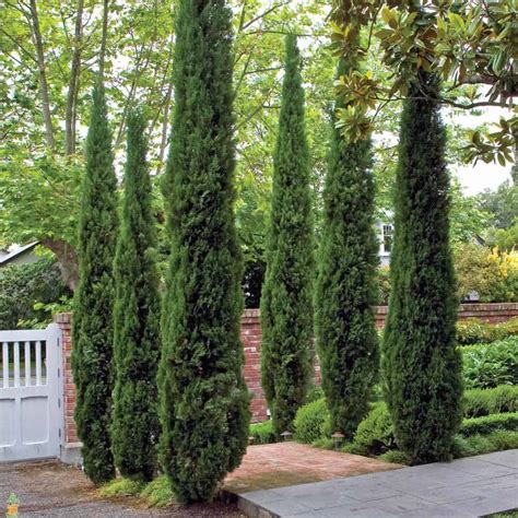 7 Fast Growing Trees For Ultimate Privacy In Your Garden