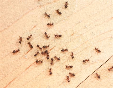 4 Tips to Prevent Ants from Taking Over | Bain Pest Control Service