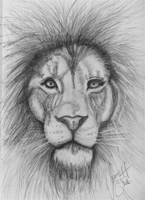 Lion by Tania | Animal sketches, Animal drawings, Cute animal drawings