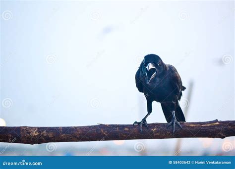 560 Cawing Raven Photos - Free & Royalty-Free Stock Photos from Dreamstime