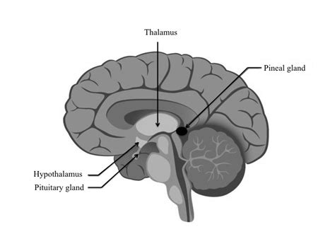 Pineal gland – Lancaster Glossary of Child Development