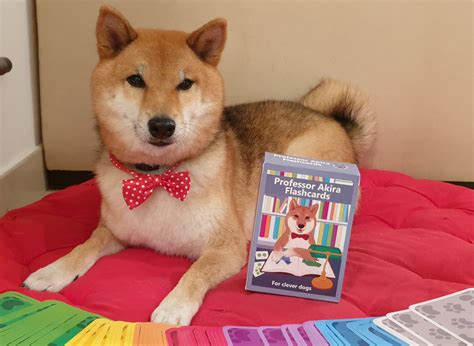 Professor Akira - Brain Training for Dogs