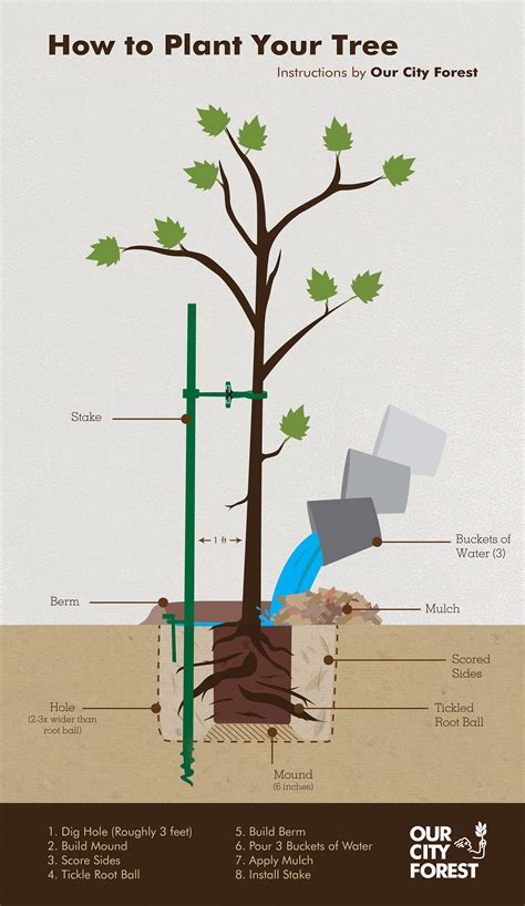 How to Plant Your Tree Infographic :: Behance