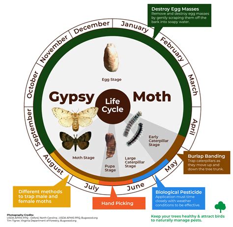 Gypsy moth | City of London