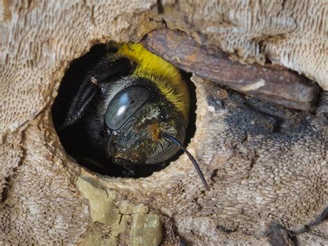 How to treat carpenter bee holes - Wasp Control Services