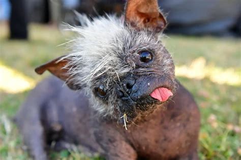 17-Year-Old Chinese Crested Named As "World's Ugliest Dog"