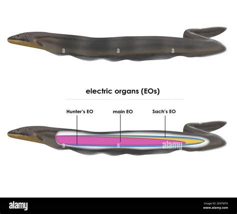 Electrophorus voltai. Newly discovered electric eel species. Dark gray-brown on the back and ...