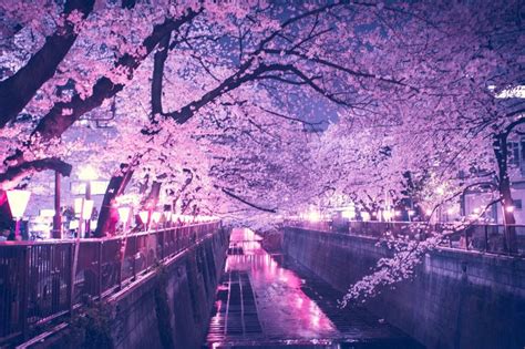 Japan Cherry Blossom Aesthetic Wallpaper