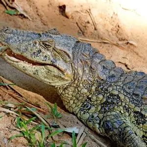 Broad-Snouted Caiman - Facts, Diet, Habitat & Pictures on Animalia.bio