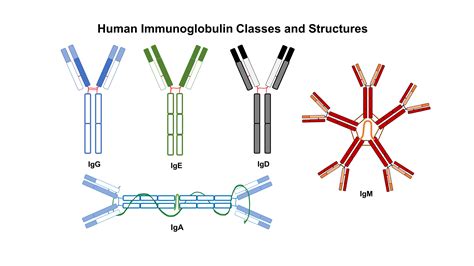 The diversity of immunoglobulins – ImmunoBites