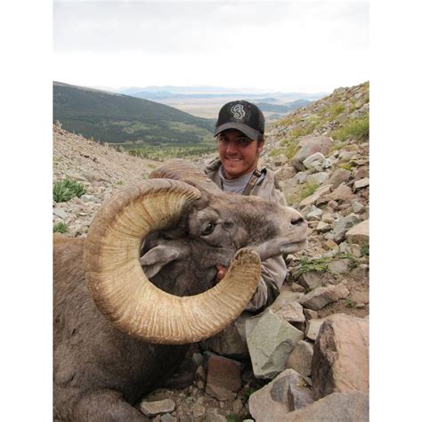 Colorado Bighorn Sheep Permit - WSF World Headquarters