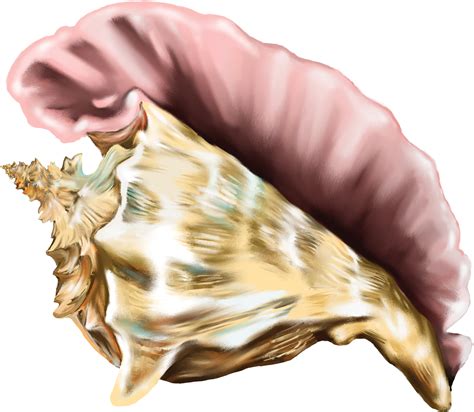 Shell clipart conch, Shell conch Transparent FREE for download on ...