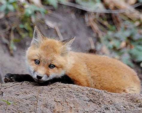 Biomorphosis, A cute little Red Fox.