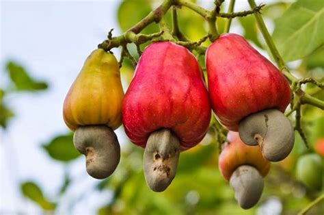 How to Grow a Cashew Tree | Growing Cashew Nuts