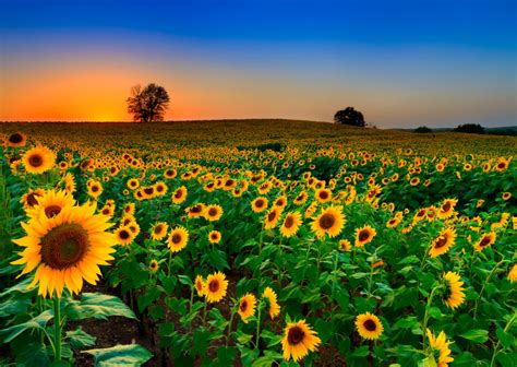 5 Sunflower Fields to See in Full Bloom