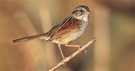 Swamp Sparrow Identification, All About Birds, Cornell Lab of Ornithology