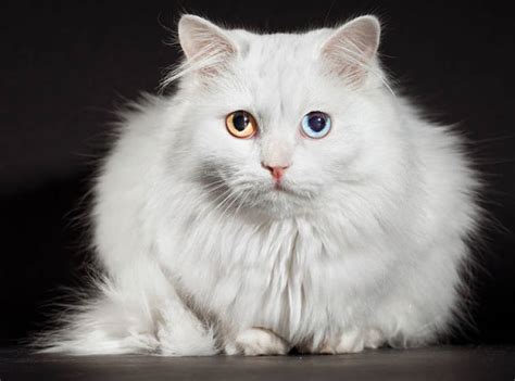 The Turkish Angora Cat - Cat Breeds Encyclopedia