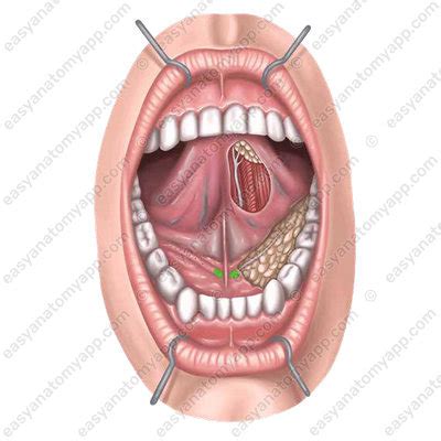 Anatomy of the tongue – Easy Anatomy 3D