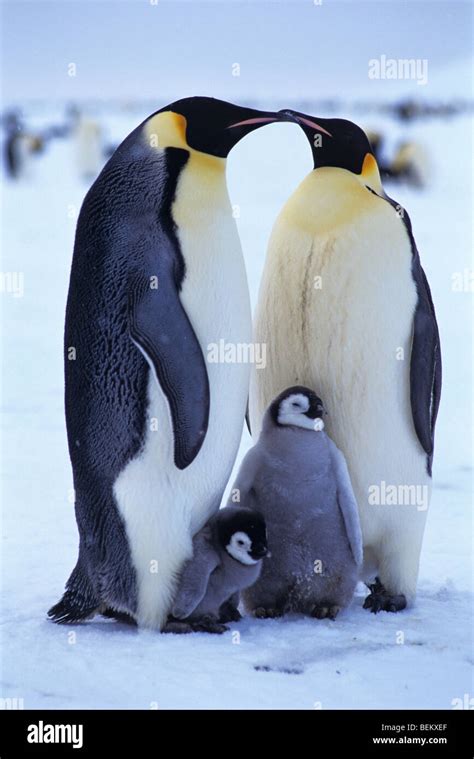 EMPEROR PENGUIN FAMILY, ANTARCTIC Stock Photo - Alamy