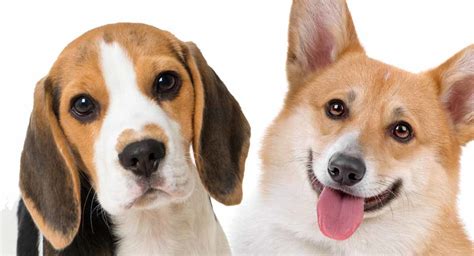 Corgi Beagle Mix - What Will Your Beagi Puppy Really Be Like?