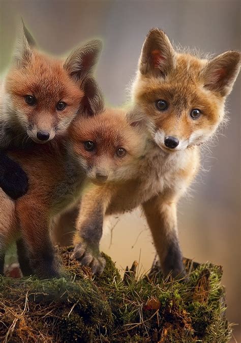 Cute red fox cubs - About Wild Animals