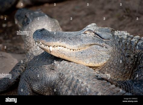 Alligator American Alligator Predator Reptile Teeth Stock Photo - Alamy