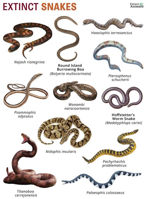 Extinct Snakes – Facts, List, Pictures