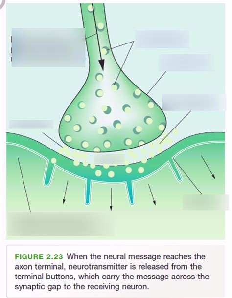 Psychology- Synaptic Gap Diagram | Quizlet