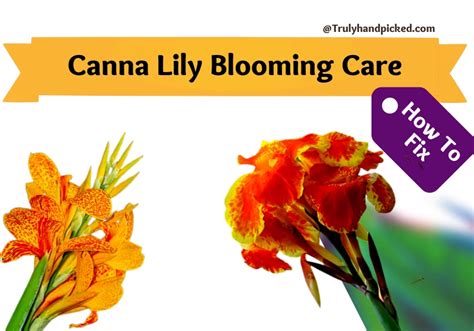 My Canna Lily Not Blooming: Complete Plant Care PlantCare365