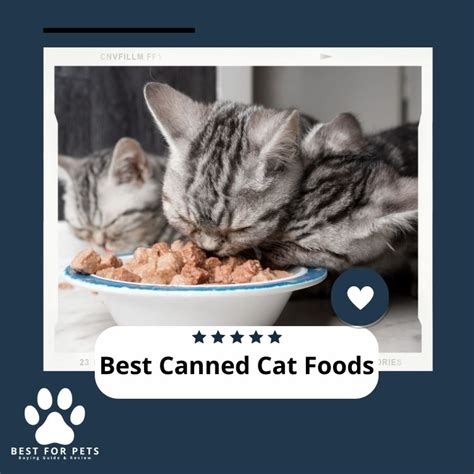 The 7 Best Canned Cat Foods In 2024 - BestForPets.org