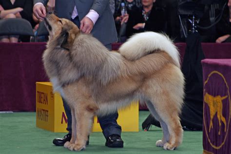 File:Tibetan Mastiff at Show.jpg - Wikipedia